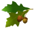 image of an acorn